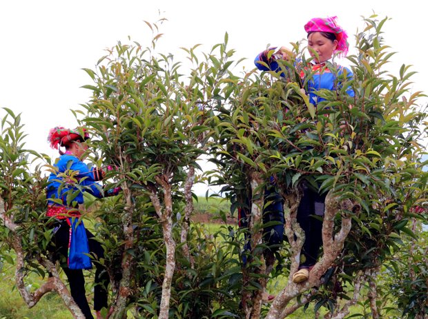 Trà Shan tuyết Túng Sán